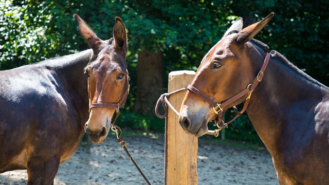 Meet the Mules