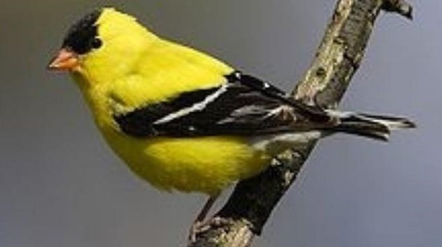 Yellow American Goldfinch perched on a branch.
