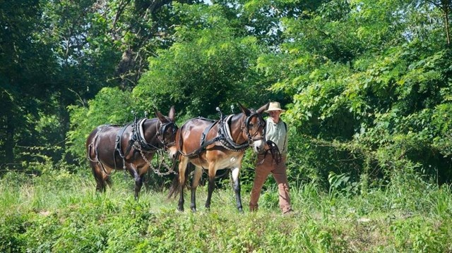 Mules on the towpath.