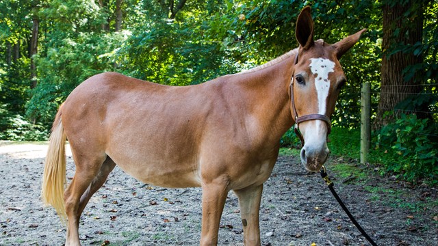National Mule Day