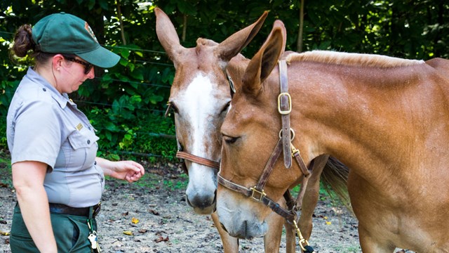 Meet the Mules