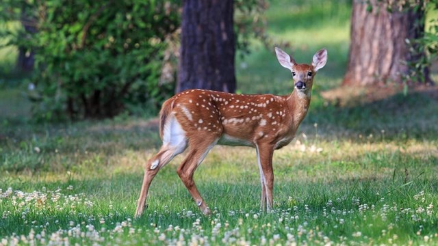 White-tailed deer standing in grass among trees.