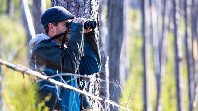 Man looking through binoculars in the woods.