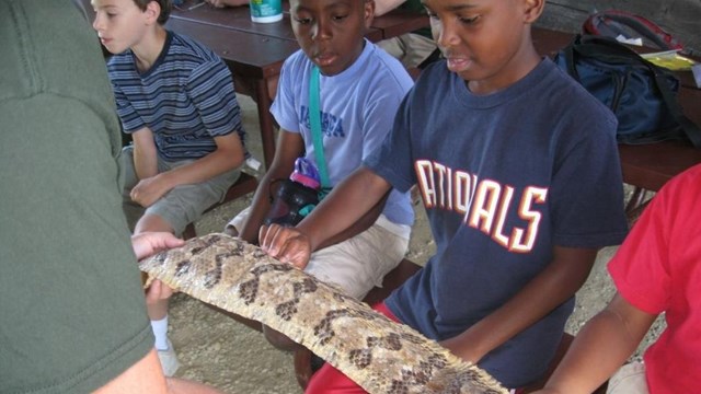 Youth learning about how snakes shed their skin.