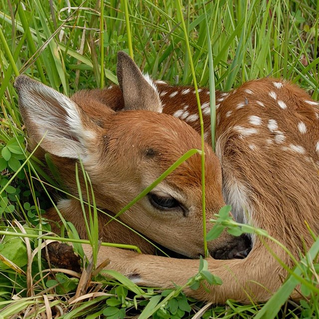 White-tailed deer fawn curled in the grass.