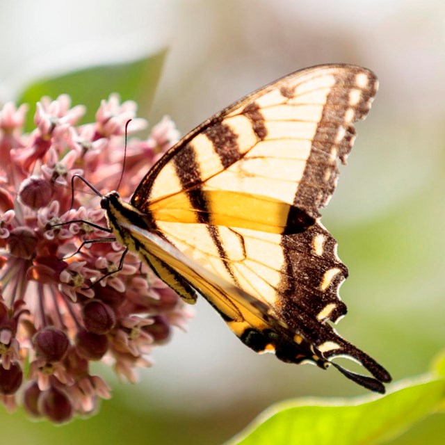 Eastern tiger swallowtail butterfly on a milkweed flower.