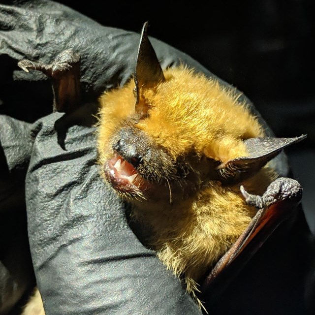 A bat held in a gloved hand.