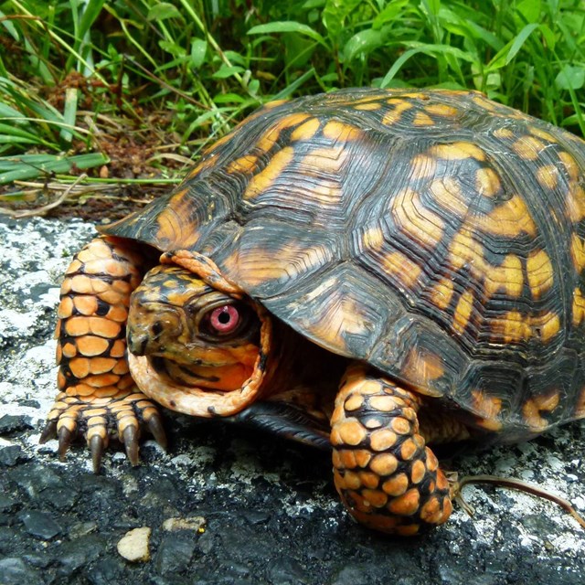 Eastern box turtle