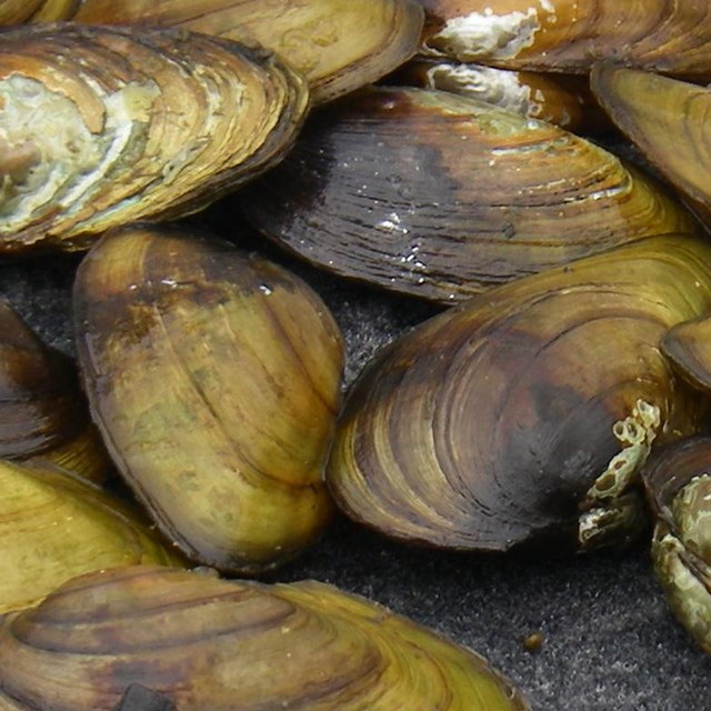 A pile of collected mussels