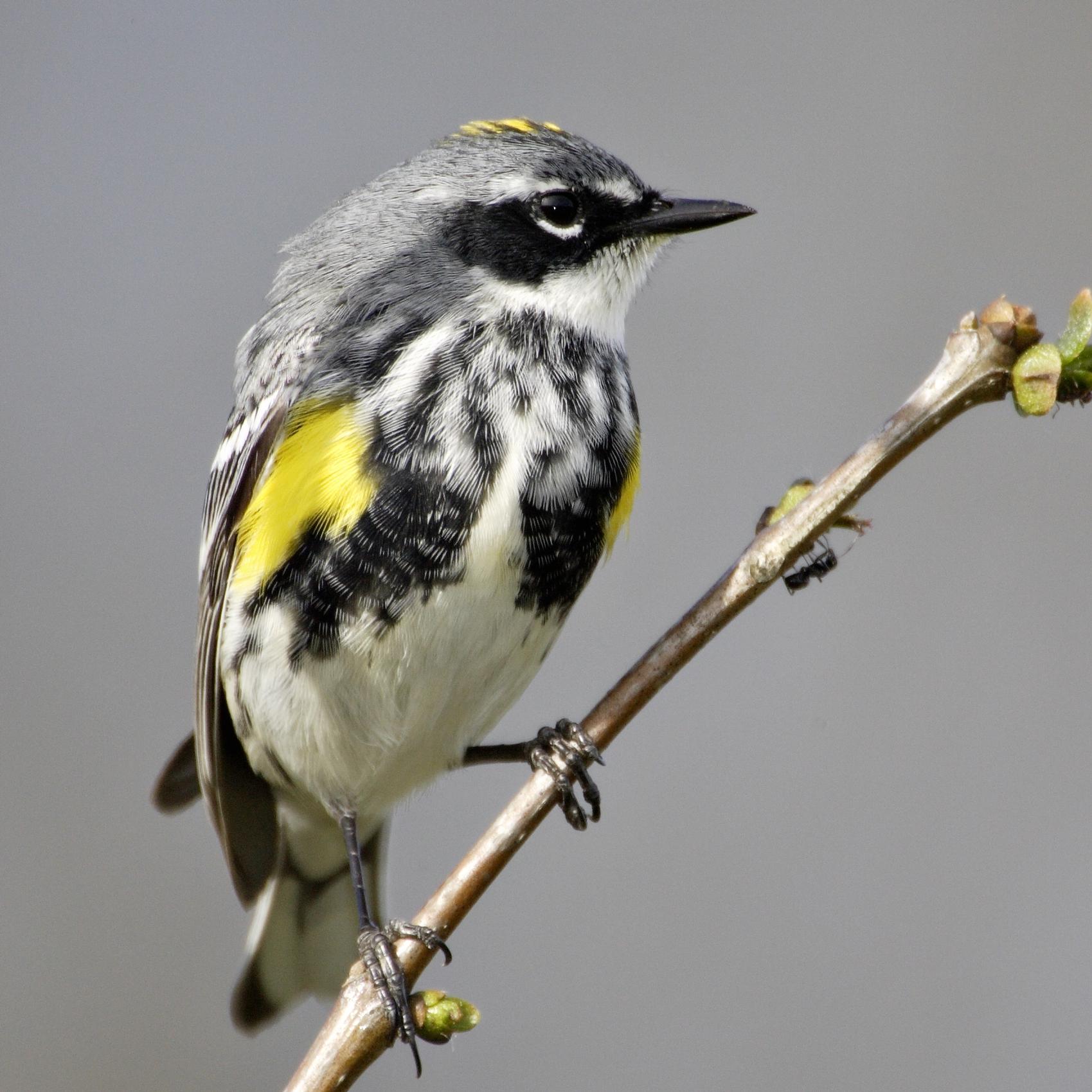 Yellow-rumped warbler perched on a twig.