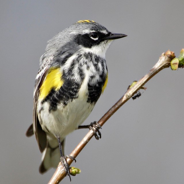 Yellow-rumped warbler perched on a twig.