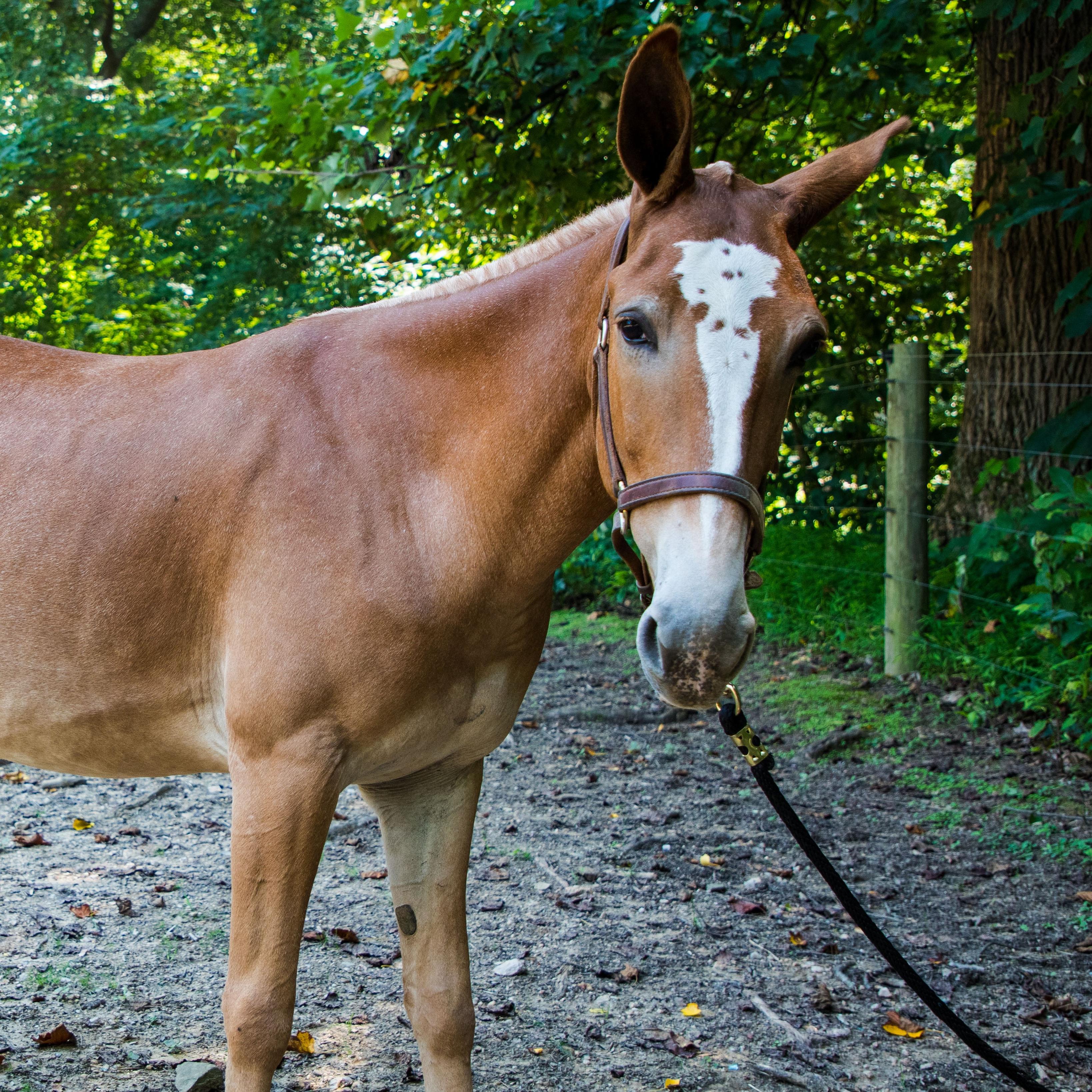 Mule