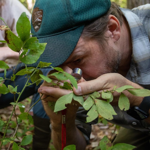 A scientist uses a hand lens to examine a green plant leaf.