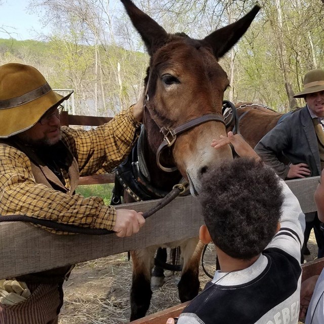 Youth petting mules at the park.