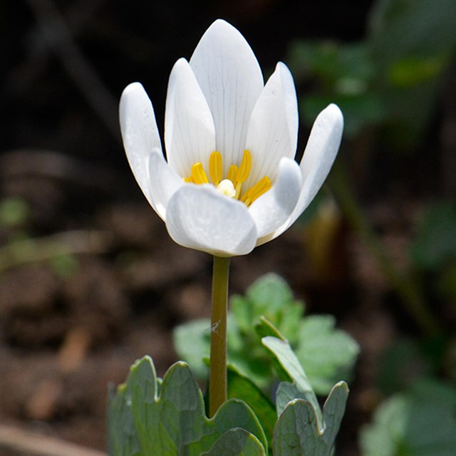 Blood Root wildflower blooming