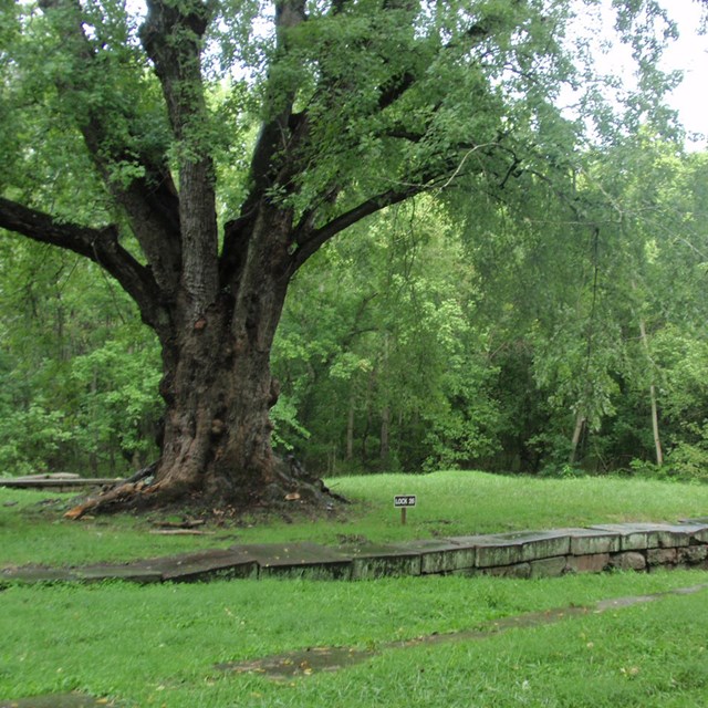 Tree at Lock 2