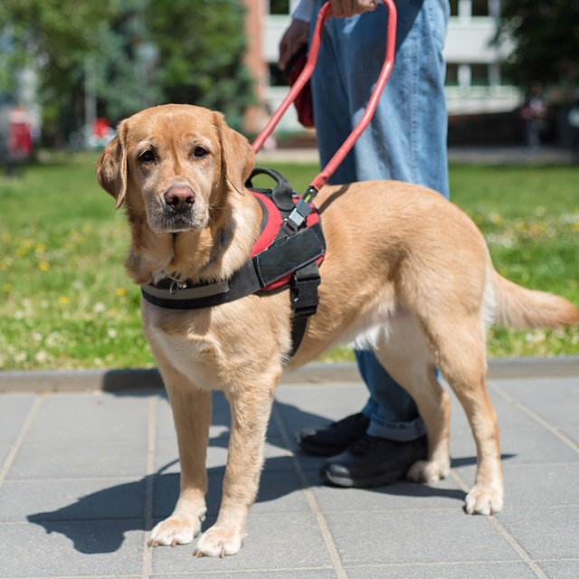 A golden retriever wearing a harness and lead.