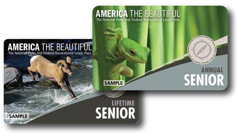 Two cards with one featuring a green frog and another featuring a large bighorn sheep
