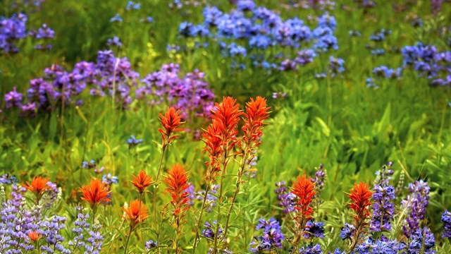 Wildflowers.