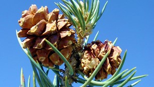 A single-leaf pinyon pine holds two cones with ripe pine nuts