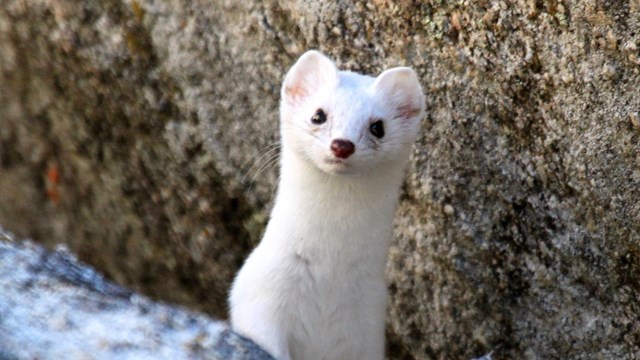 Close up of a white short-tailed weasel.
