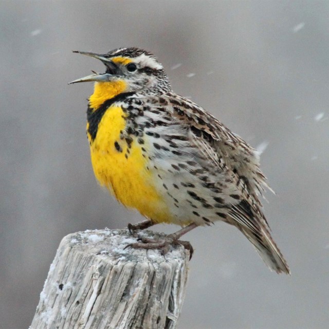 Close up of a bird sitting on a fence post in the snow.