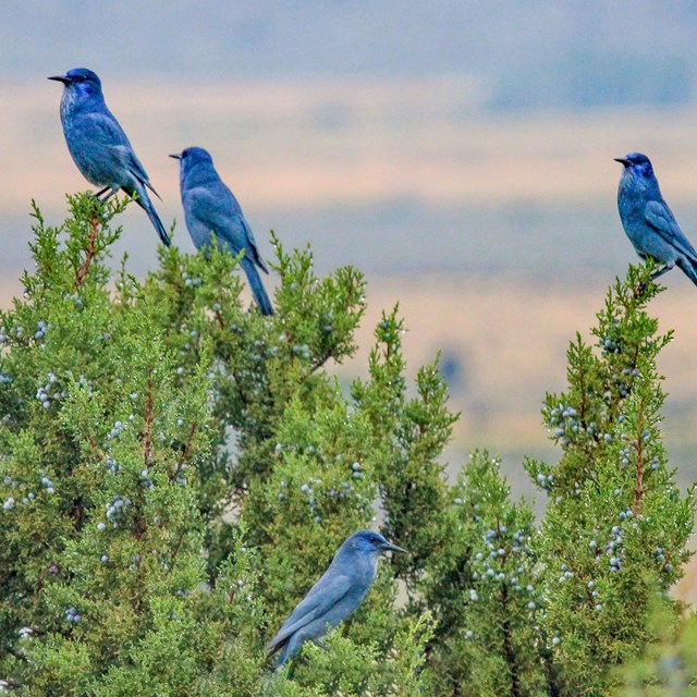 5 vibrant blue pinyon jays are perched atop a juniper tree.