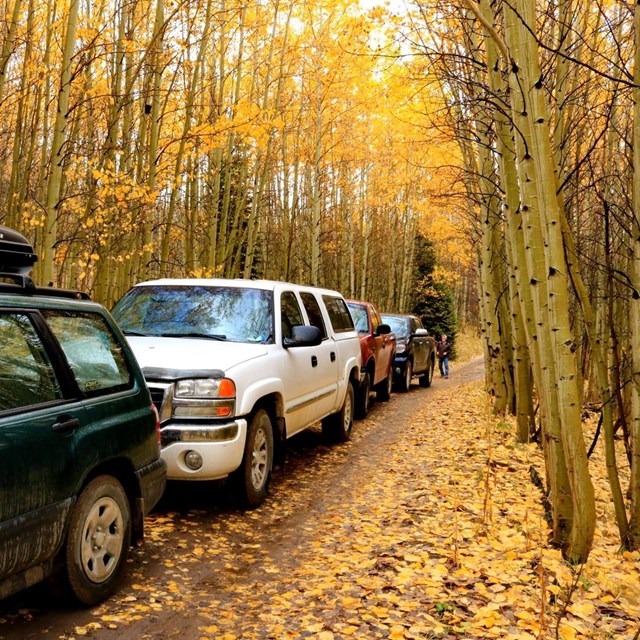 Several cars on a narrow road flanked by aspen trees with golden fall foliage.