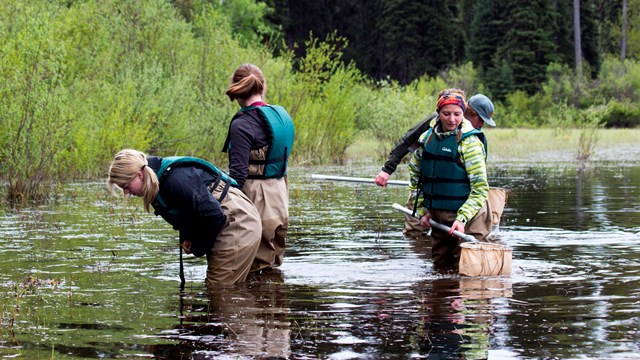 Volunteers search a pond with nets.