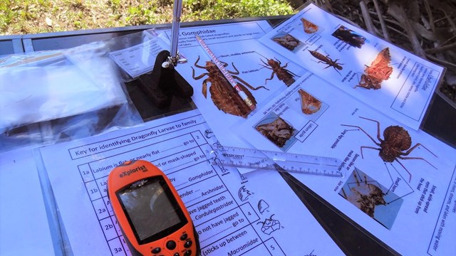 A table with GPS and dragonfly larvae ID keys.