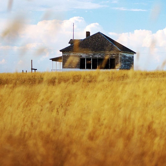 brown wheat field in front of clapboard wooden house in background