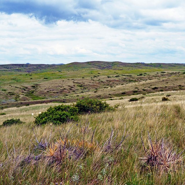 an expansive grassy field with blue sky and occasional green shrubs
