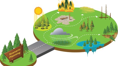 Flowchart showing a winding path around forests in decline from fire, floods, erosion, etc
