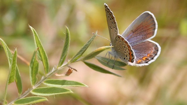 Blue-orange butterfly perched on thin branch of plant