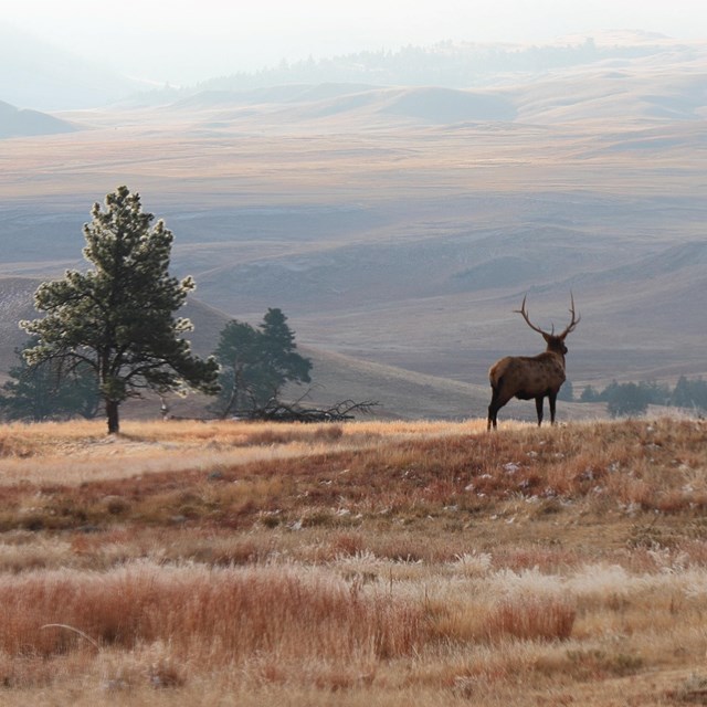 Elk stands on brown hillside with brown grassy valley viewable in distance