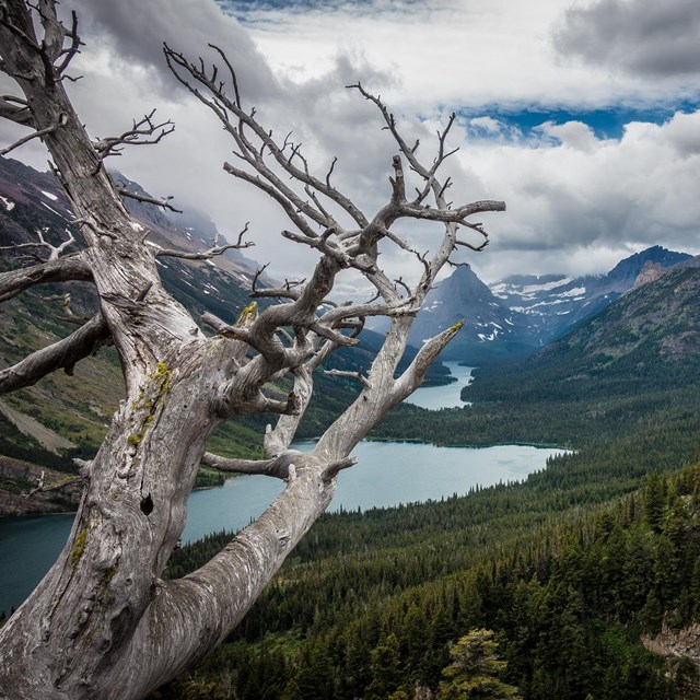 A white dead tree in the foreground overlooks a spectacular mountain valley with lake