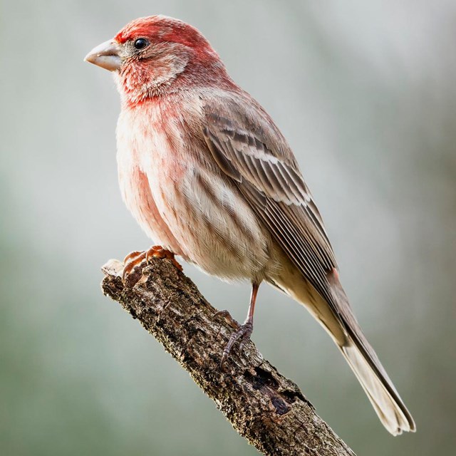 A red-headed bird with pink and white belly perches on a twig