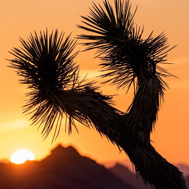 A Joshua tree against mountains and a glowing sunset sky with hues of orange and yellow.
