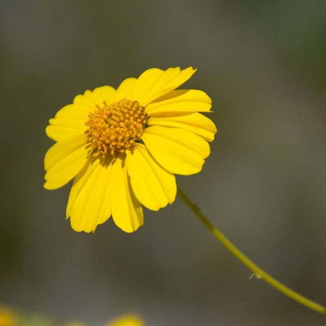 Closeup of flower with bright yellow petals in circular pattern, reflecting bright sunlight