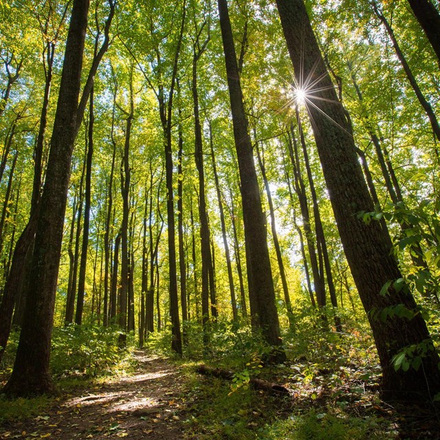 A green-golden deciduous, looking up toward the blue sky at the sudden partially hidden by overstory