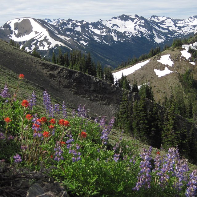 Flower-covered mountain slope, with more mountains in background with trees and snow