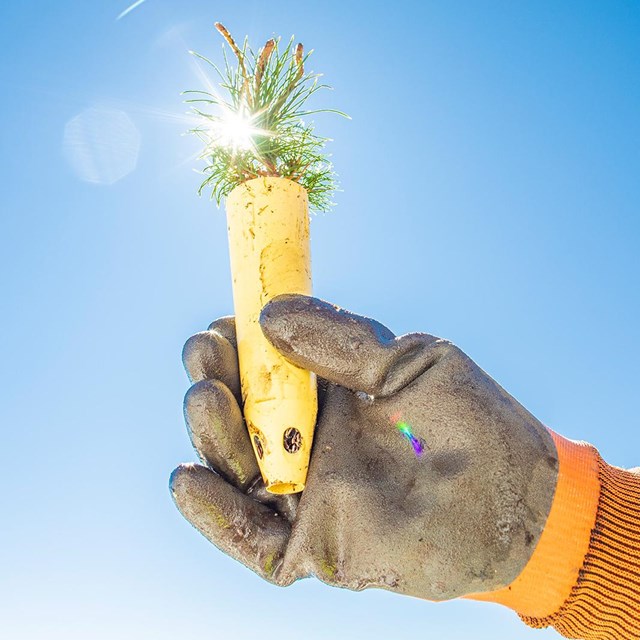 Small conifer seedling held up to blue sky with sun shining behind