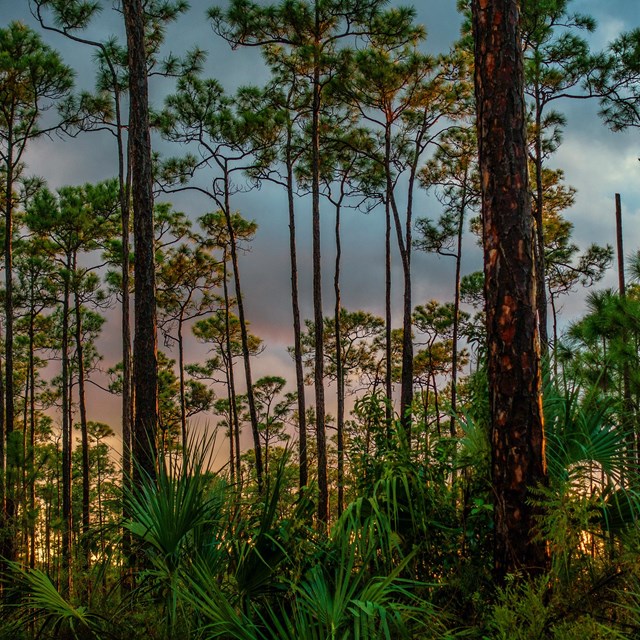 A Florida pinelands forest is silhouetted against purple and orange clouds