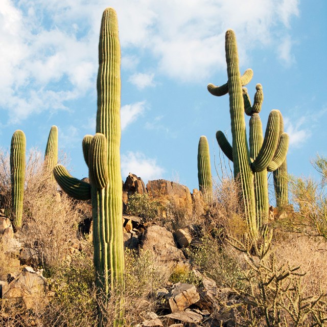 View looking upward at two saguaro cacti that grow out of a rocky hillslope