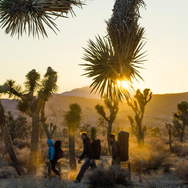 3 boulderers hiking across Joshua Tree sunset landscape with crash pads on their back. 