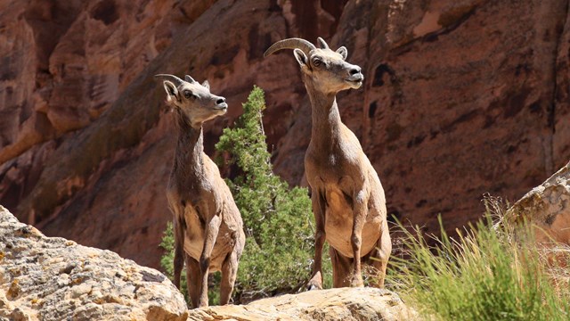 Two desert bighorn sheep look to the right.