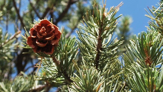 A pinyon pine on the edge of a canyon