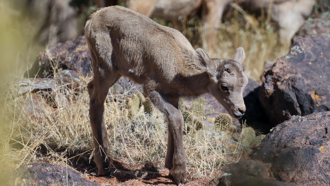 desert bighorn sheep lamb