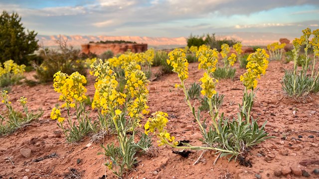 yellow cryptanth flowers at sunset over canyons