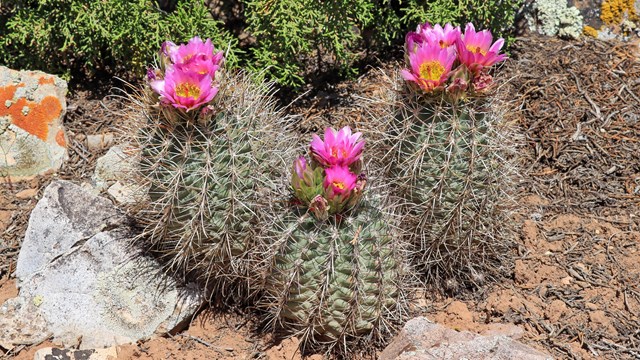 three short columns of spiny cacti with hot pink flowers atop